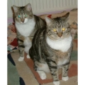 Chat 